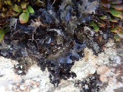 Umbilicaria umbilicarioides
