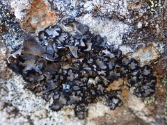 Umbilicaria umbilicarioides