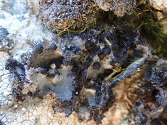 Umbilicaria umbilicarioides