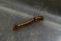 Acronicta intermedia