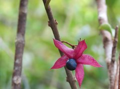 Clerodendrum fortunatum