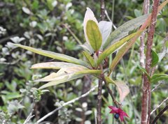 Clerodendrum fortunatum