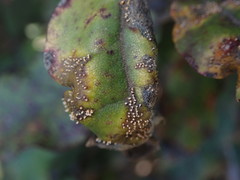 Pucciniaceae