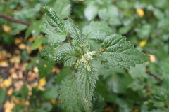 Urtica dioica
