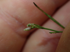 Cardamine forsteri