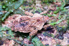 Eurymorphopus bolivariensis