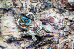 Eurymorphopus bolivariensis