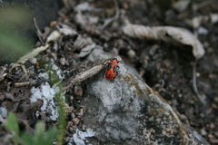 Lygaeus kalmii