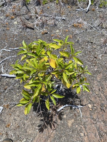 Bidens hawaiensis observed 2025-06-19