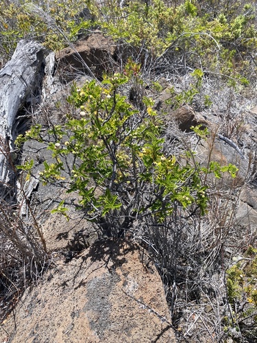 Bidens hawaiensis observed 2025-06-19