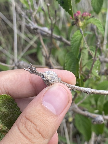 Eutreta xanthochaeta observed 2025-06-19