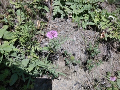 Scabiosa owerinii