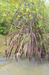 Rhizophora racemosa
