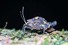 Hyperyboella orphania