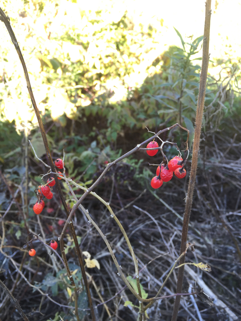 bittersweet nightshade from 54–78 Rice Rips Rd, Oakland, ME, US on ...