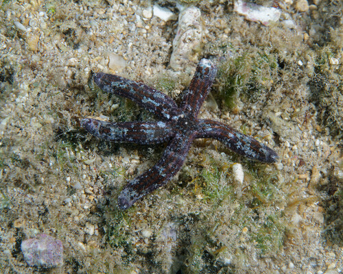 Ophidiaster hemprichi observed 2025-06-21