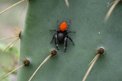 Phidippus purpuratus