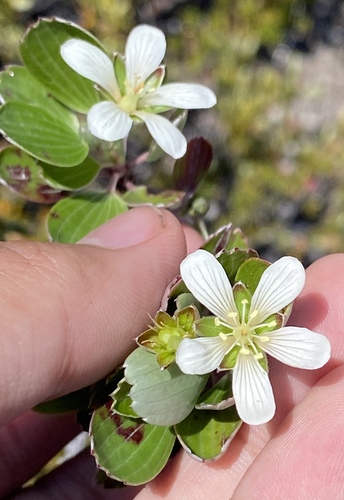 Geranium cuneatum observed 2025-06-20