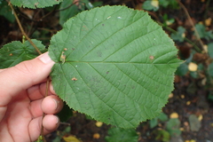 Corylus avellana