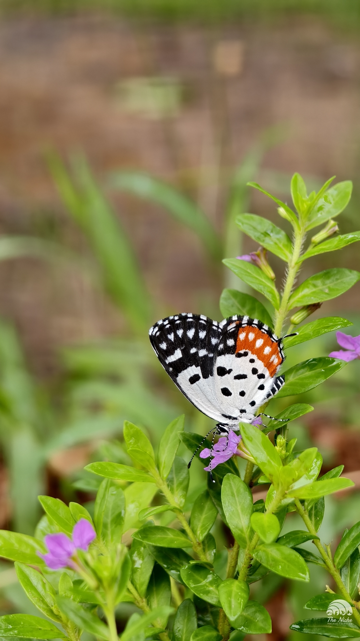 Red Pierrot