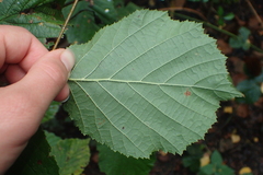Corylus avellana