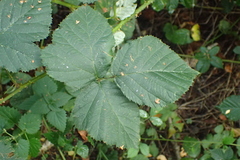 Rubus