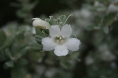 Leucophyllum