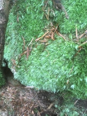 Leucobryum juniperoideum