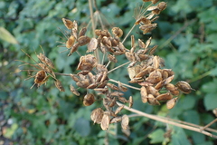 Pastinaca