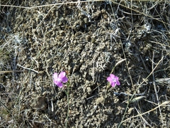 Dianthus bicolor