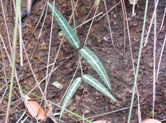 Gardneria multiflora