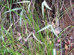 Gardneria multiflora