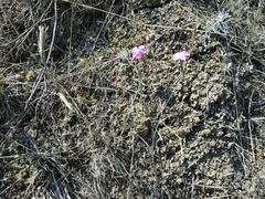 Dianthus bicolor