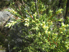 Stylapterus ericoides pallidus