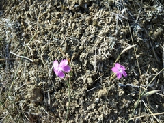 Dianthus bicolor