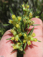 Stylapterus ericoides pallidus