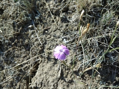 Dianthus bicolor