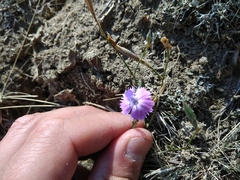 Dianthus bicolor