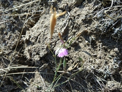 Dianthus bicolor