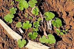 Pelargonium inodorum
