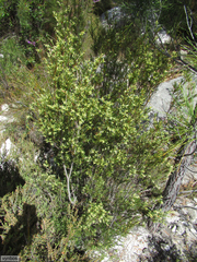 Stylapterus ericoides pallidus