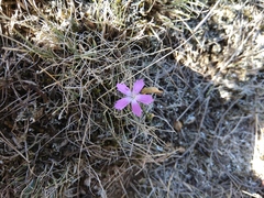 Dianthus bicolor