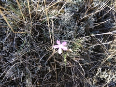 Dianthus bicolor
