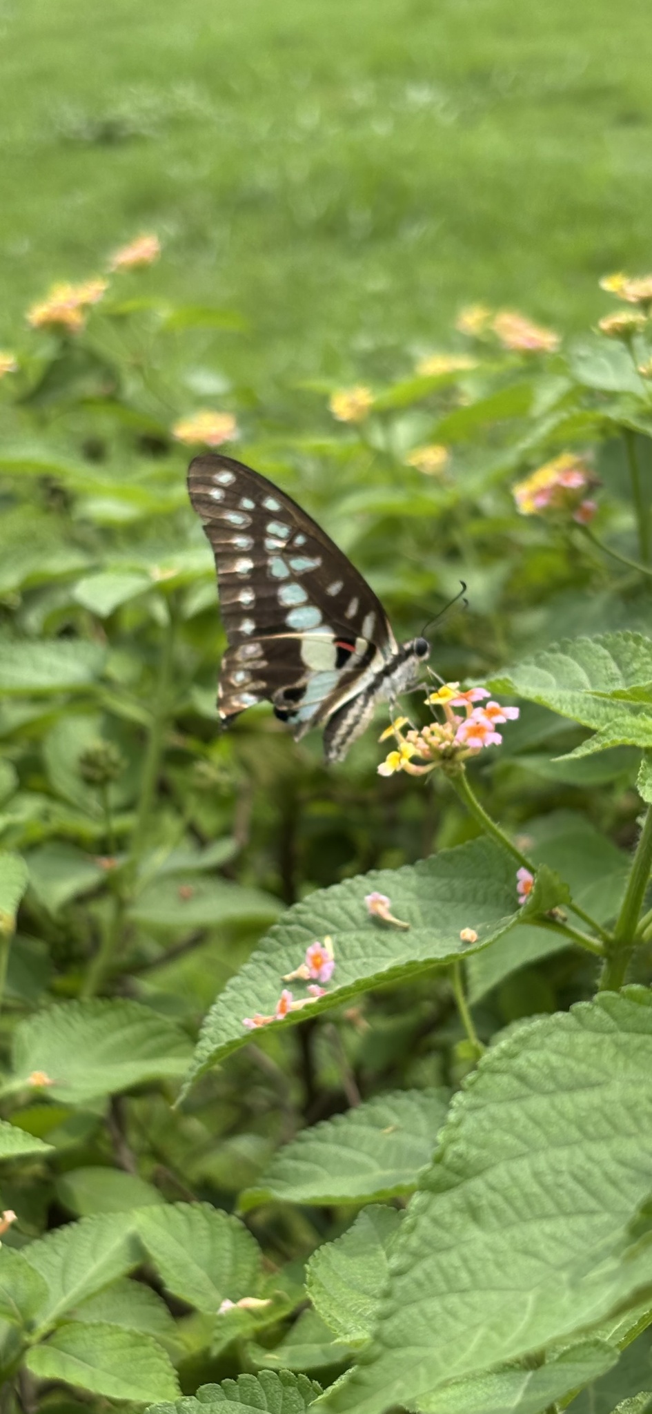 Common Jay