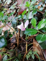Cyclamen hederifolium