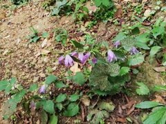 Campanula trachelium
