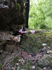Cyclamen hederifolium