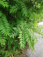 Ailanthus altissima