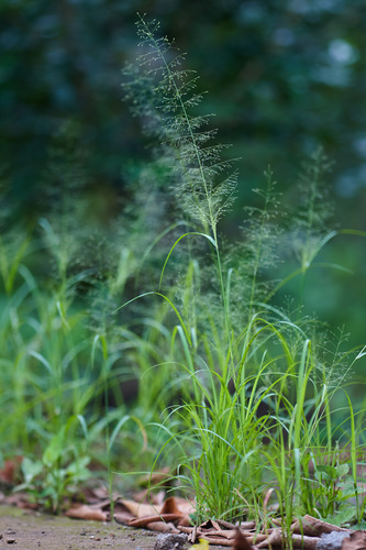 Sporobolus tenuissimus