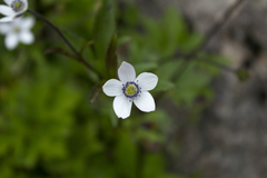 Eriocapitella rivularis